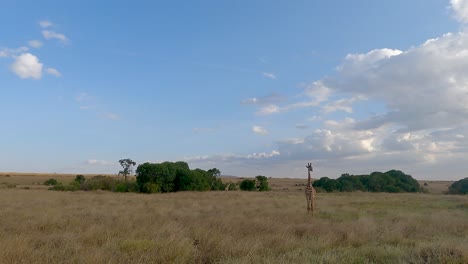 masai giraffe isolated in savannah of maasai mara national reserve, kenya, east africa