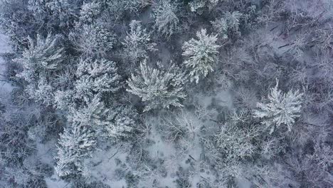 flying over a snow covered forest during a blizzard aerial top down slow motion