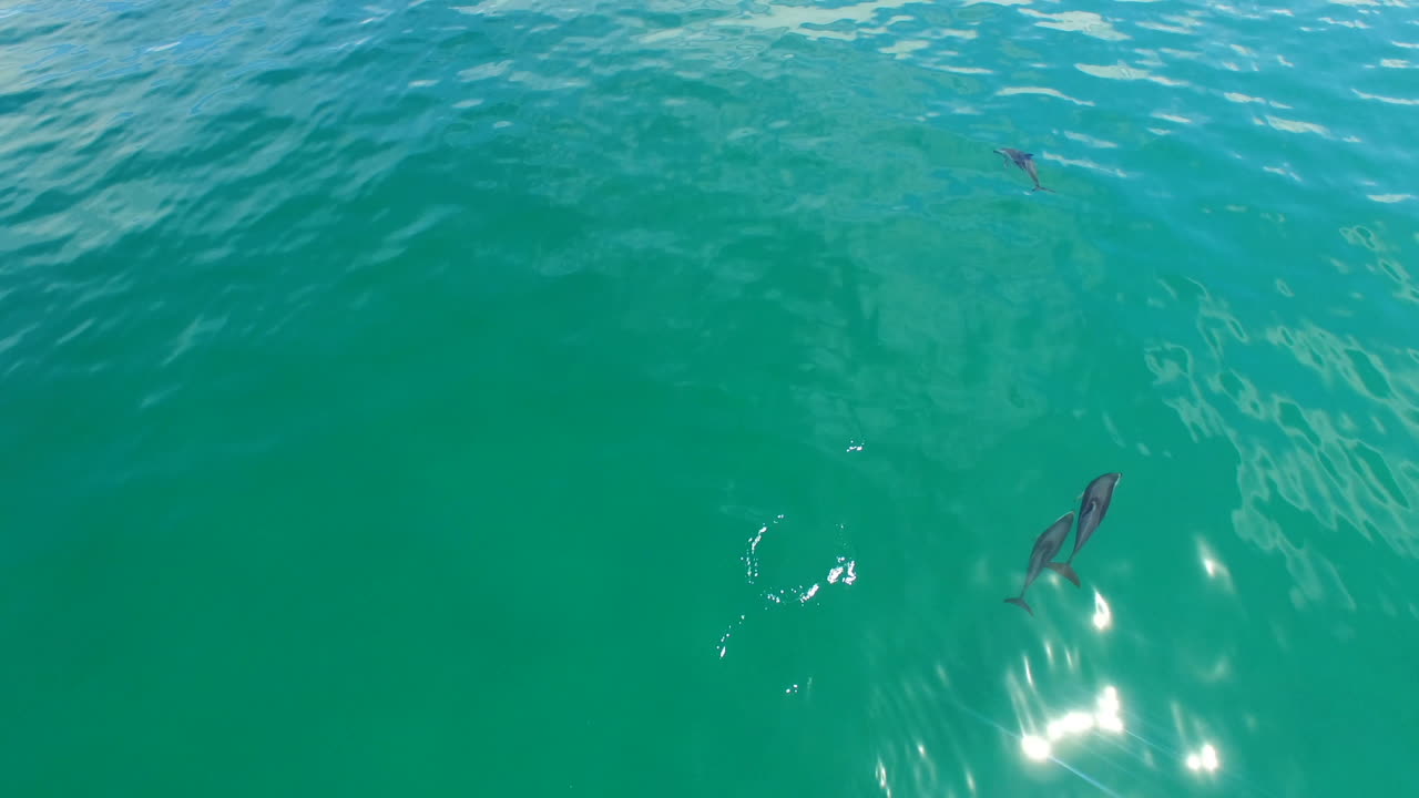 Teaching her calf the ways of the sea