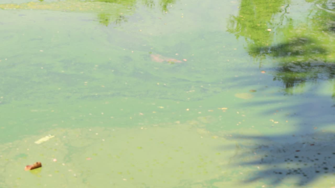 해조류로 인 연못