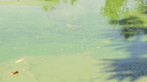algae-covered pond