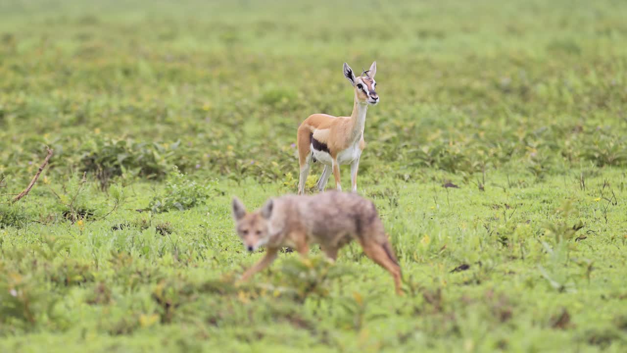 슨 가젤과 샤칼은 탄자니아의 세렌게티 국립공원에서 아프리카의 야생 동물 사파리, 야생 동물 게임 드라이브에서 평야 풍경에 있습니다.