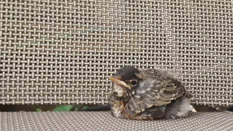 injured baby robin limping on deck chair