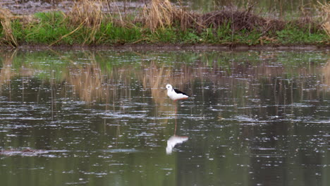 Seen-in-the-middle-of-a-muddy-rice-field-ready-for-planting-preening-and-looking-around,-Black-winged-Stilt-Himantopus-himantopus-Thailand