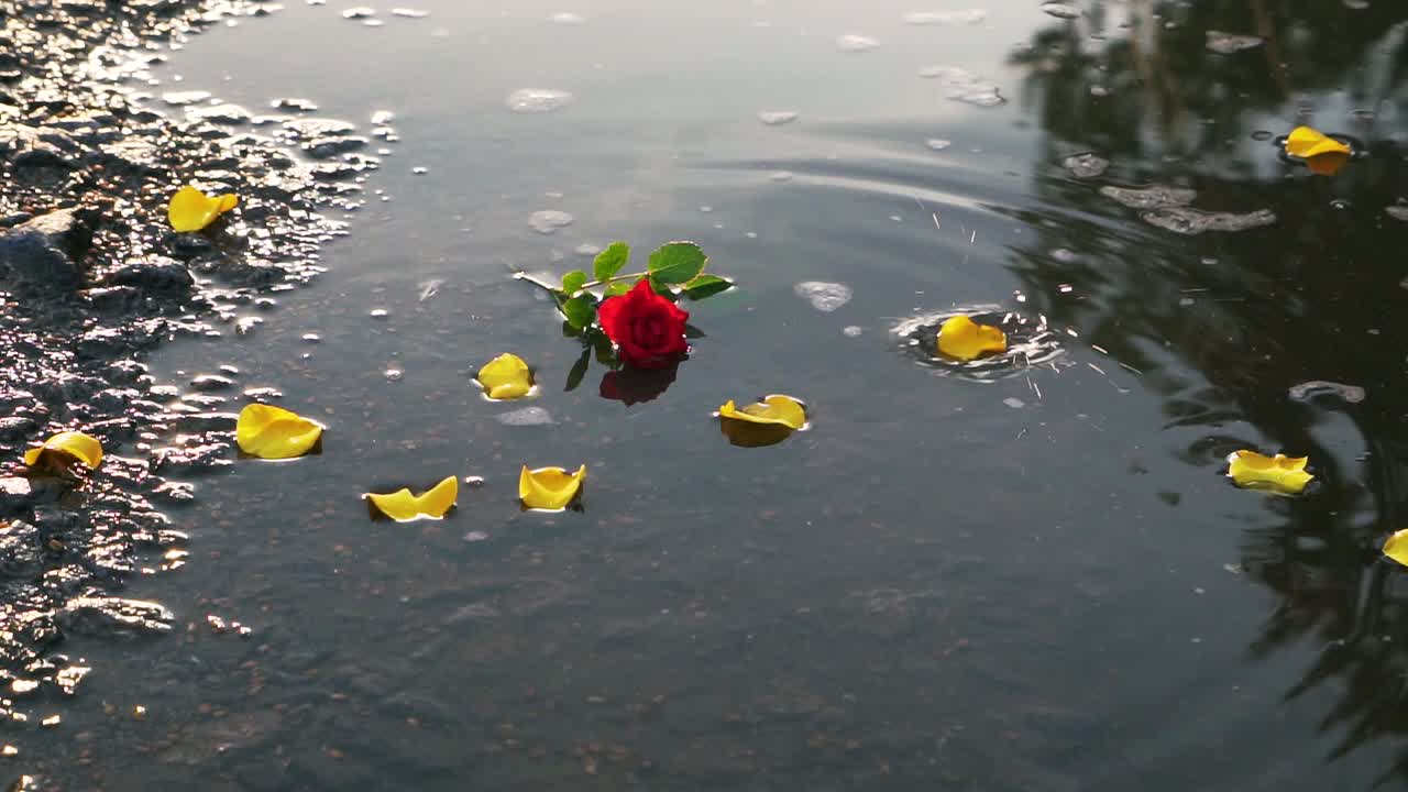 Yellow rose petals fall into the water with a red rose. Slow motion