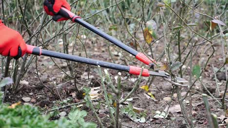 primer plano de una poda a mano de los arbustos de rosas