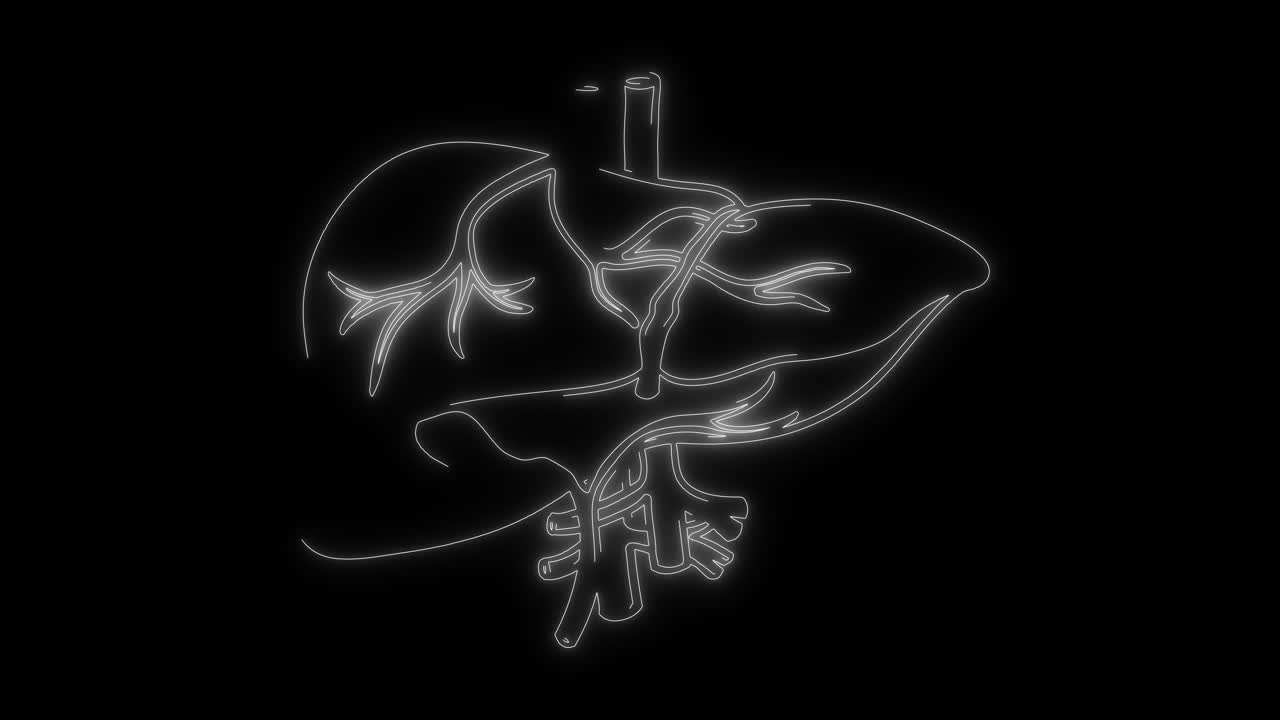 Animated Outline Drawing of Human Liver Anatomy