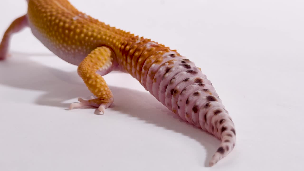 Uma lagartixa leopardo laranja rasteja lentamente sobre um tronco texturizado contra um plano de fundo branco