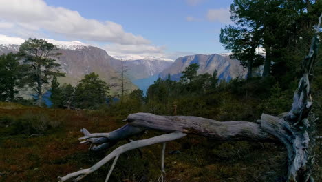 Drohnen-Dolley-Schoss-über-Umgestürzten-Baum-Mit-Dem-Hohen-Aurlandsfjord-Im-Hintergrund