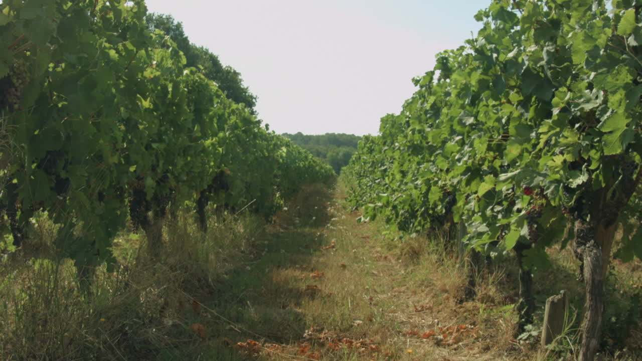 mirando hacia abajo un pueblo de vides de uva de un viñedo francés en verano