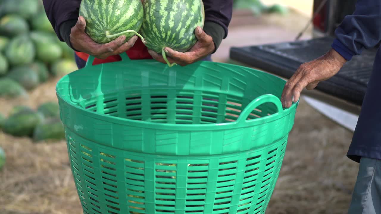 hombre recogiendo sandía de la canasta.