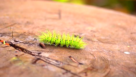 close up of green worm