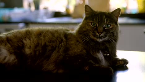 el gato en casa 4k