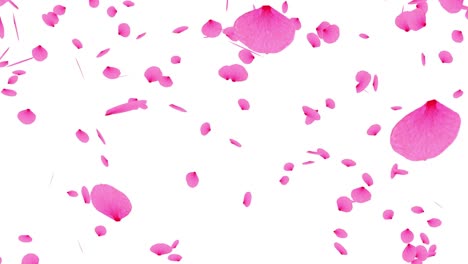 petals falling down on the white background