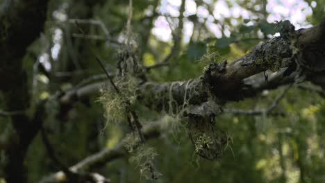 tree branches with moss in the forest