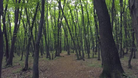 Pov-Wandering-and-Walking-Through-Forest-Path-In-Vast-Pine-green-tree-trunk-,-Forest-pattern-Summer-Beautiful-Sunset-Light