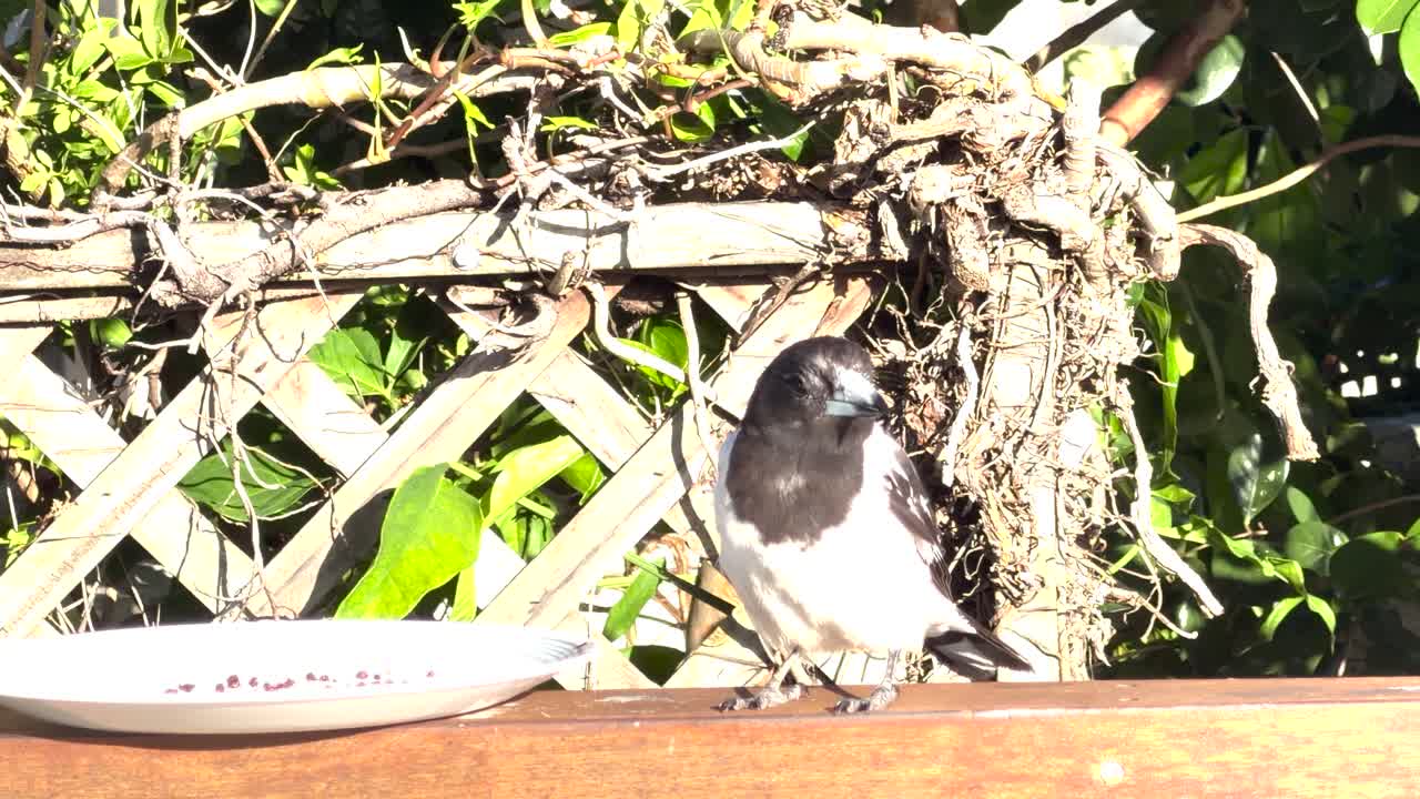 En grå currawong står på et trærækværk og spiser fra en tallerken i klart sollys