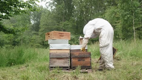 beekeeper in a bee-garden. farmer in protective hat takes out a honeycomb with bees from bee hives to check honey harvest in apiary on a warm summer day.