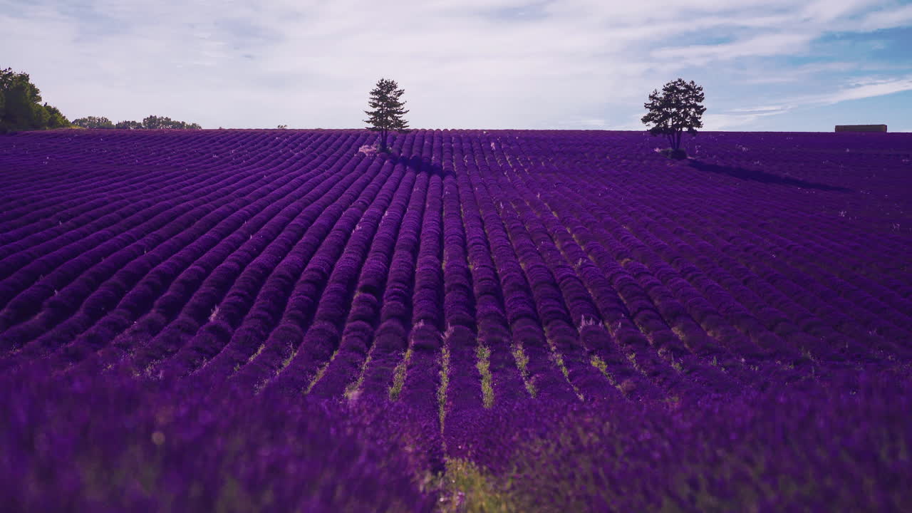 cinemagraph 4k uhd de un hermoso campo de lavanda en la famosa provenza en la costa azul en francia