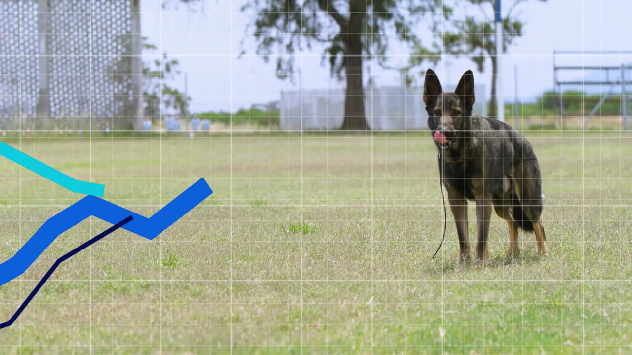 German Shepherd dog being shown on grassy field, with loose leash and upward turquoise blue graphs