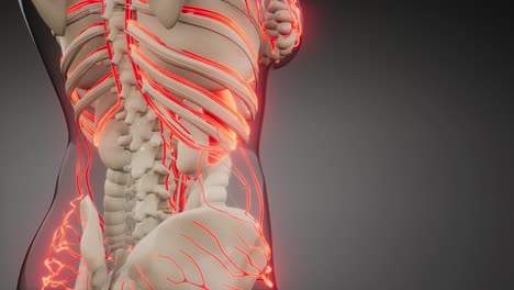 vasos sanguíneos del cuerpo humano