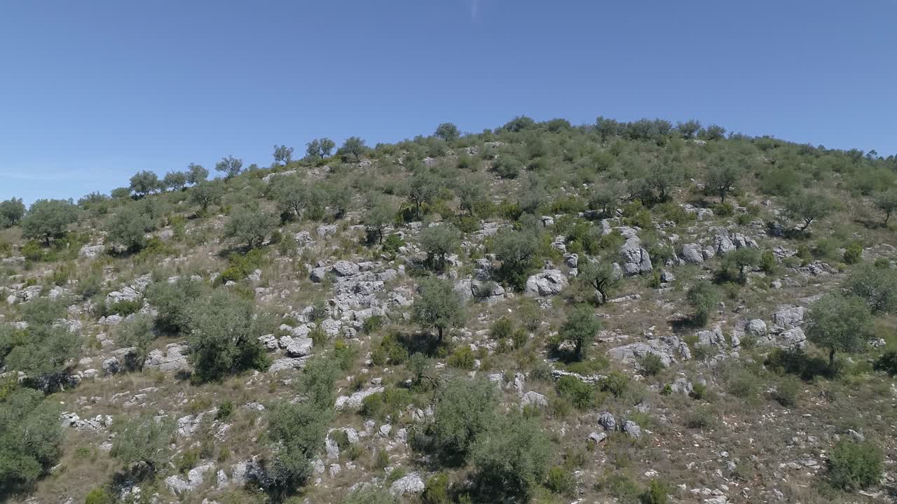 Volo di drone sopra le cime degli ulivi che crescono nelle montagne europee.