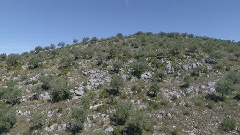 Drone-flight-over-olive-tree-tops-growing-in-the-European-Mountains