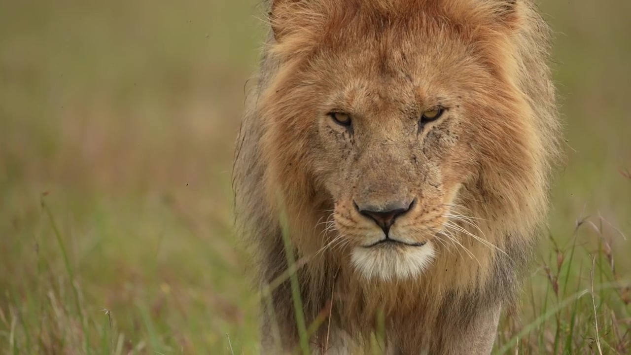 Ikonický africký lev samec hrdě kráčející přes savanu.