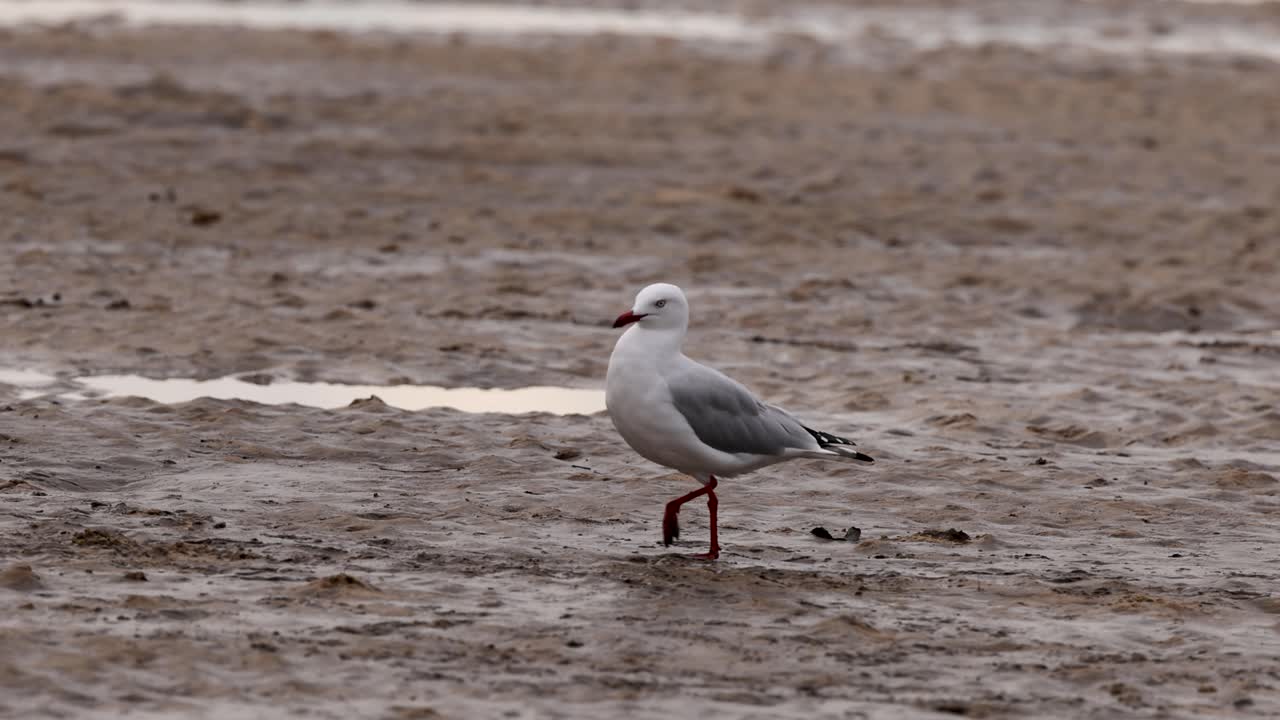 En måge går hen over en sandstrand, fanget i naturligt lys med en rolig, fredfyldt atmosfære.