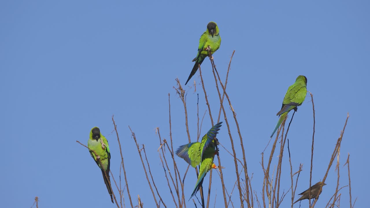 los periquitos nanday salvajes se reúnen y vuelan a un árbol en florida.