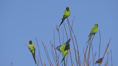 wild nanday parakeets flock and fly to a tree in florida