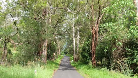 los coches viajan a través de un camino de bosque verde y exuberante.