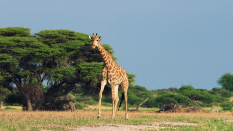 jirafa solitaria cruzando la sabana y los arbustos en la reserva de caza del kalahari central en botswana