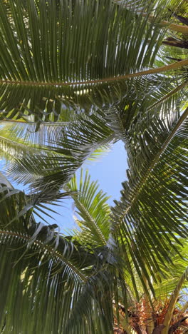 palm tree leaves and blue sky