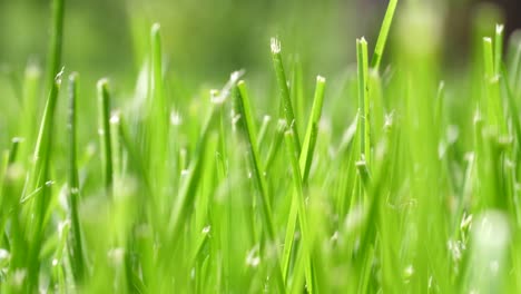 low angle blades of grass in wind close-up - natural background