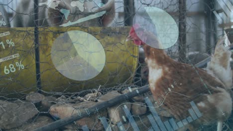 Animation-of-infographic-interface-over-hen-walking-and-pigs-in-cage-at-poultry-farm