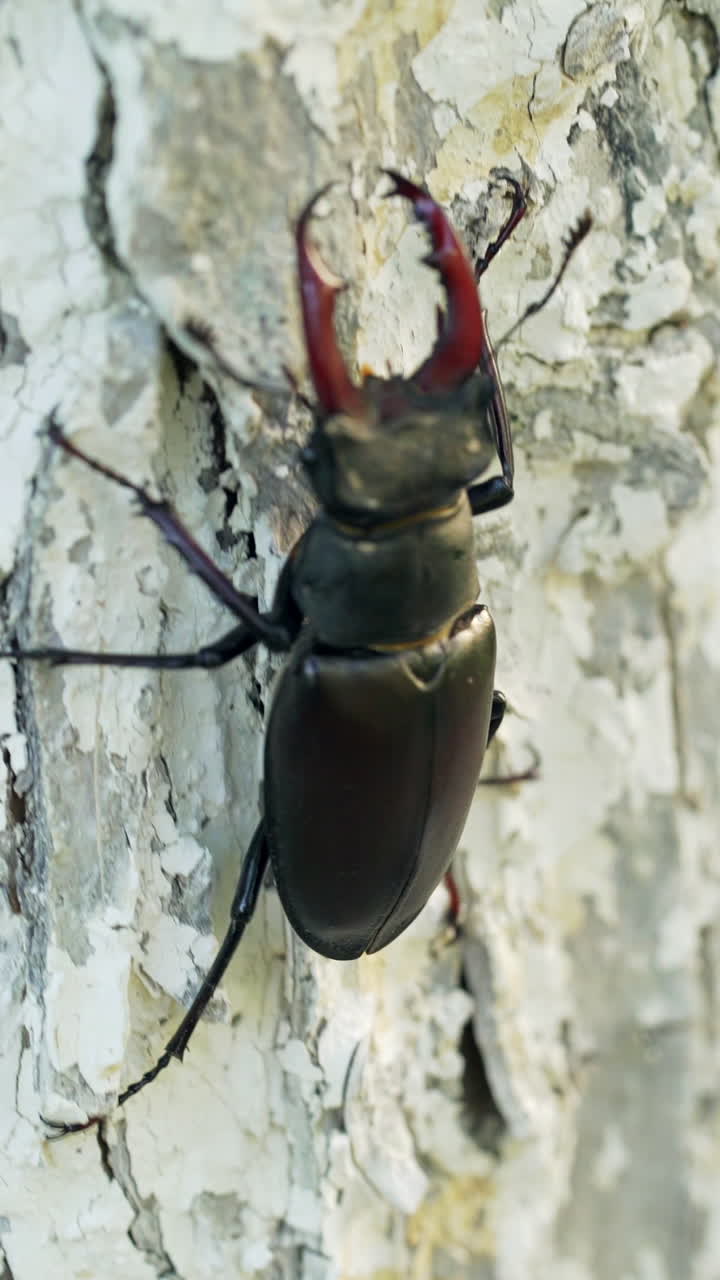Stag-beetle (male) sitting on a tree. Rare, is in The Red Book Vertical video