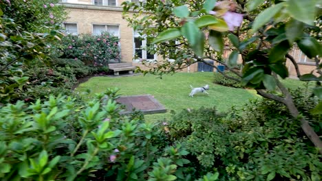 dog walking through lush university garden