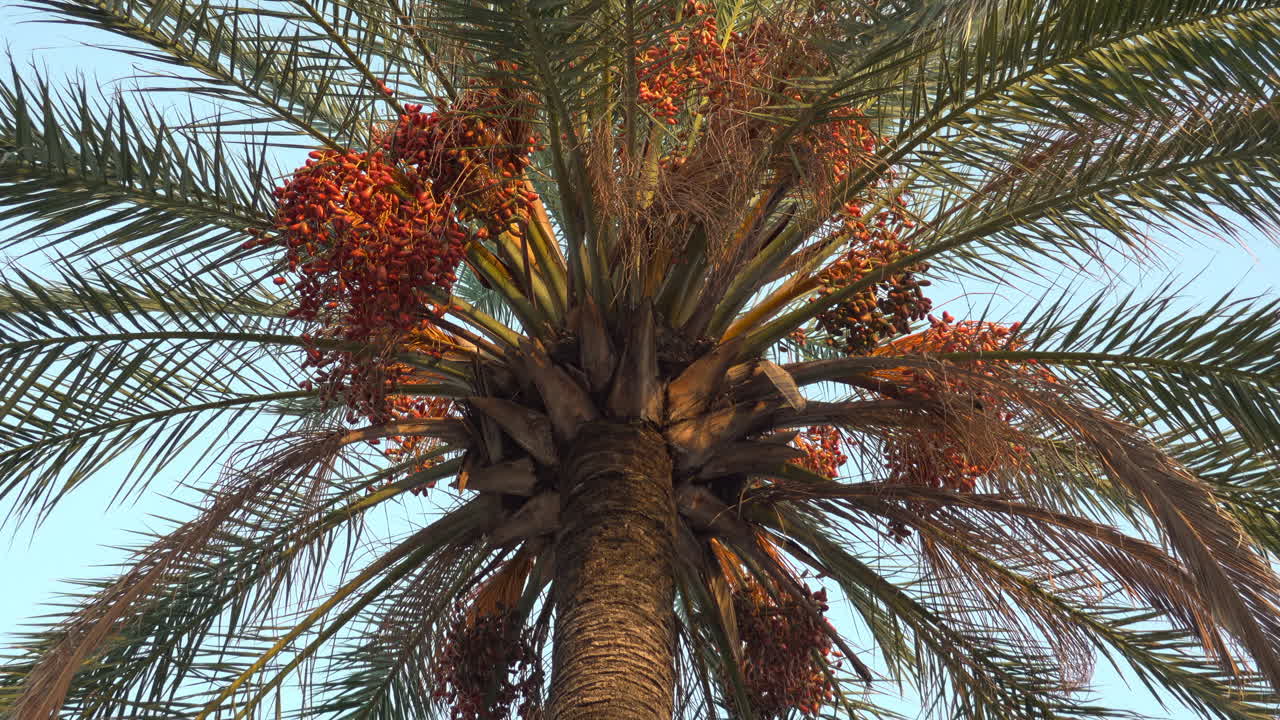 Close-up of a date palm heavy with clusters of green dates in warm evening light against clear sky