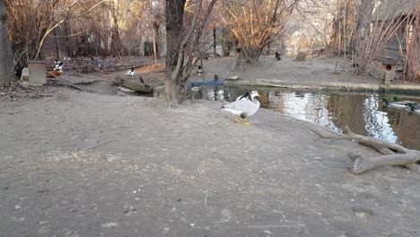 Northern-pintail-next-to-a-lake-full-of-ducks,-wigeons-and-pochards