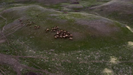 gran rebaño de alces migrando y pastando