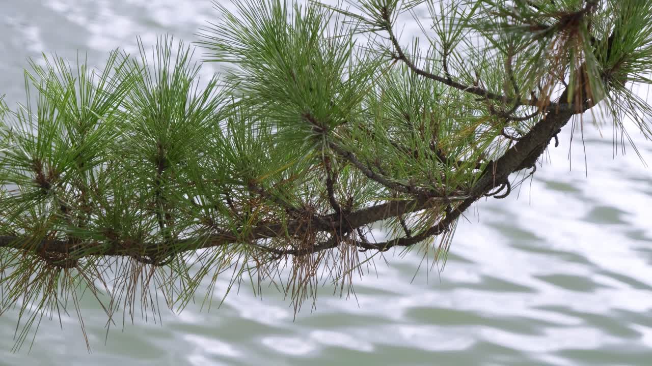 Pine branch over water