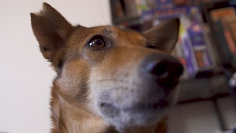 closeup of brown dog looking around and blinking