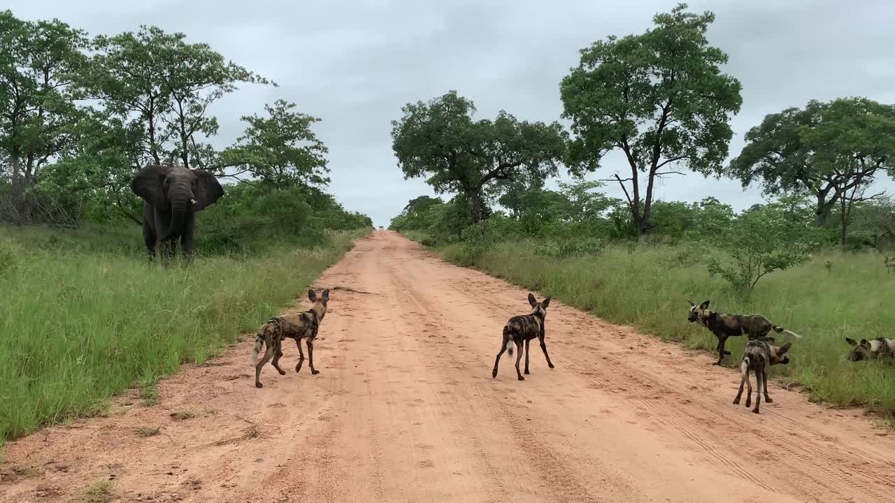 Large elephant charges pack of Wild Dogs on dirt road in African rain