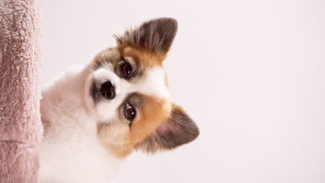 Vertical-Close-up-video-of-a-happy-mini-puppy-relaxing-on-a-pink-rug-with-a-pink-wall-in-the-background