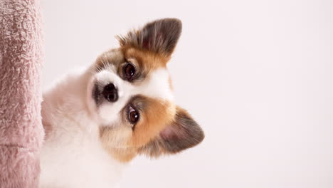 video de cierre vertical de un mini cachorro feliz relajándose en una alfombra rosa con una pared rosa en el fondo
