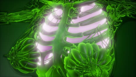 cuerpo humano con pulmones visibles