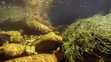 Plantas-Acuáticas-Y-Rocas-Bajo-El-Agua