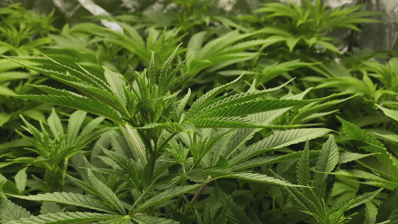 식물 단계에서 아주 어린 마리화나 식물, 돌리 아웃 샷