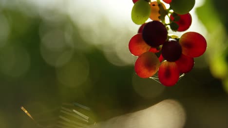 close-up of red wine grapes